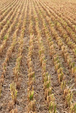 hasat çeltik alanı