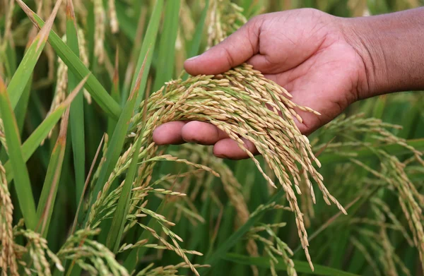 Semillas de arroz sostenidas a mano —  Fotos de Stock