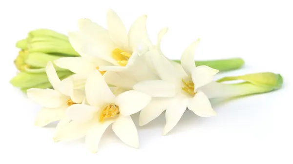 Tuberose or Rajnigandha of Southeast Asia — Stock Photo, Image