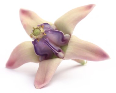 Calotropis kızgözü veya tıbbi taç çiçek