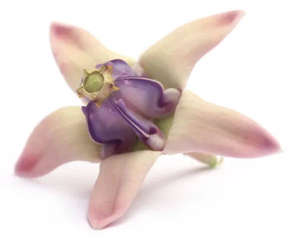 Calotropis gigantea или Лекарственный цветок Короны — стоковое фото
