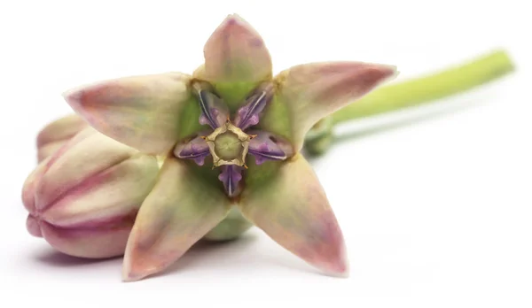 Calotropis gigantea o flor de la corona medicinal — Foto de Stock