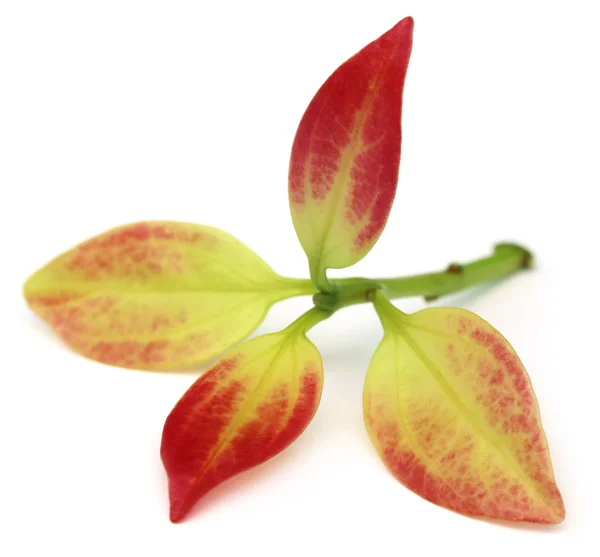 Tender Cinnamon leaves — Stock Photo, Image
