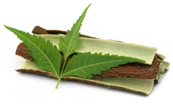 Kora drzewa neem leczniczych z liści — Zdjęcie stockowe