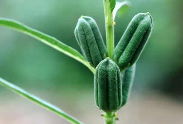 Grüne Sesamschoten — Stockfoto