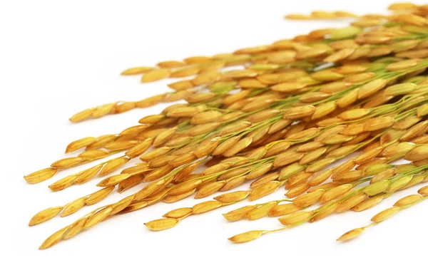 Semillas de arroz — Foto de Stock