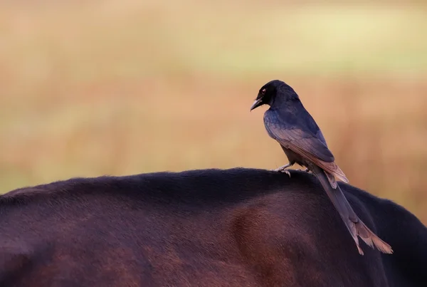 Schwarzer Drongo — Stockfoto