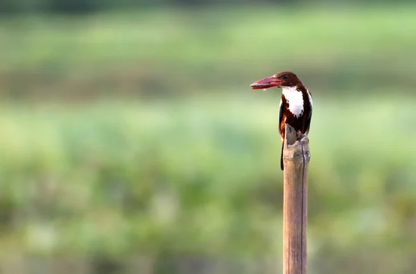 Білогорлий серпокрилець зимородок — стокове фото