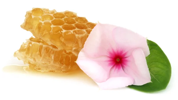 薬用ナヤンターラーと蜂蜜の櫛 — ストック写真