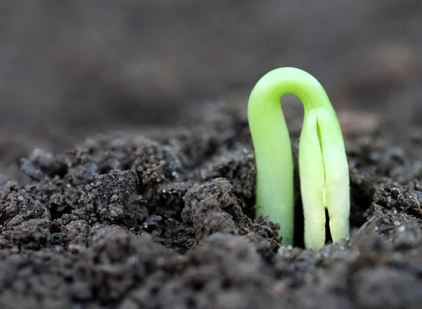 Newly born seedling of green momordica — Stock Photo, Image