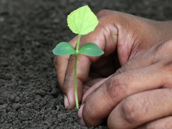 Planting phalsa seedling — Stock Photo, Image