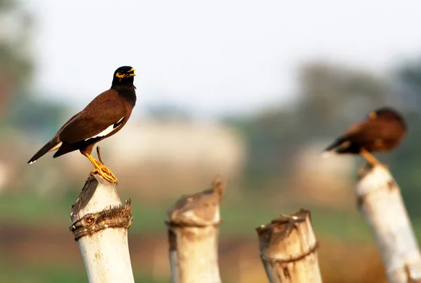 Frequentes Myna — Fotografia de Stock