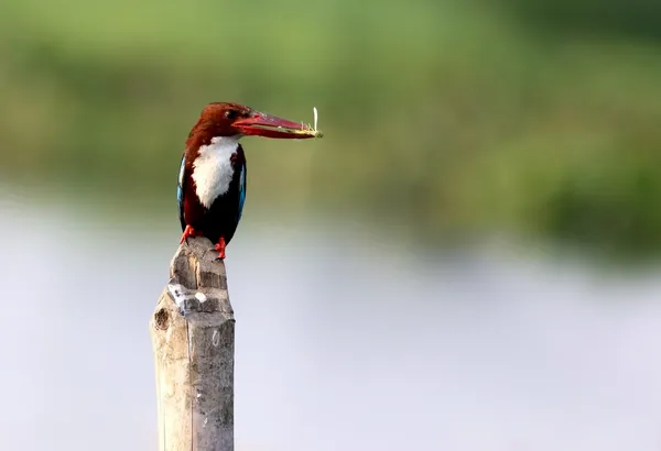 Beyaz boğazlı kingfisher — Stok fotoğraf