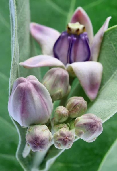 Crown flower — Stock Photo, Image