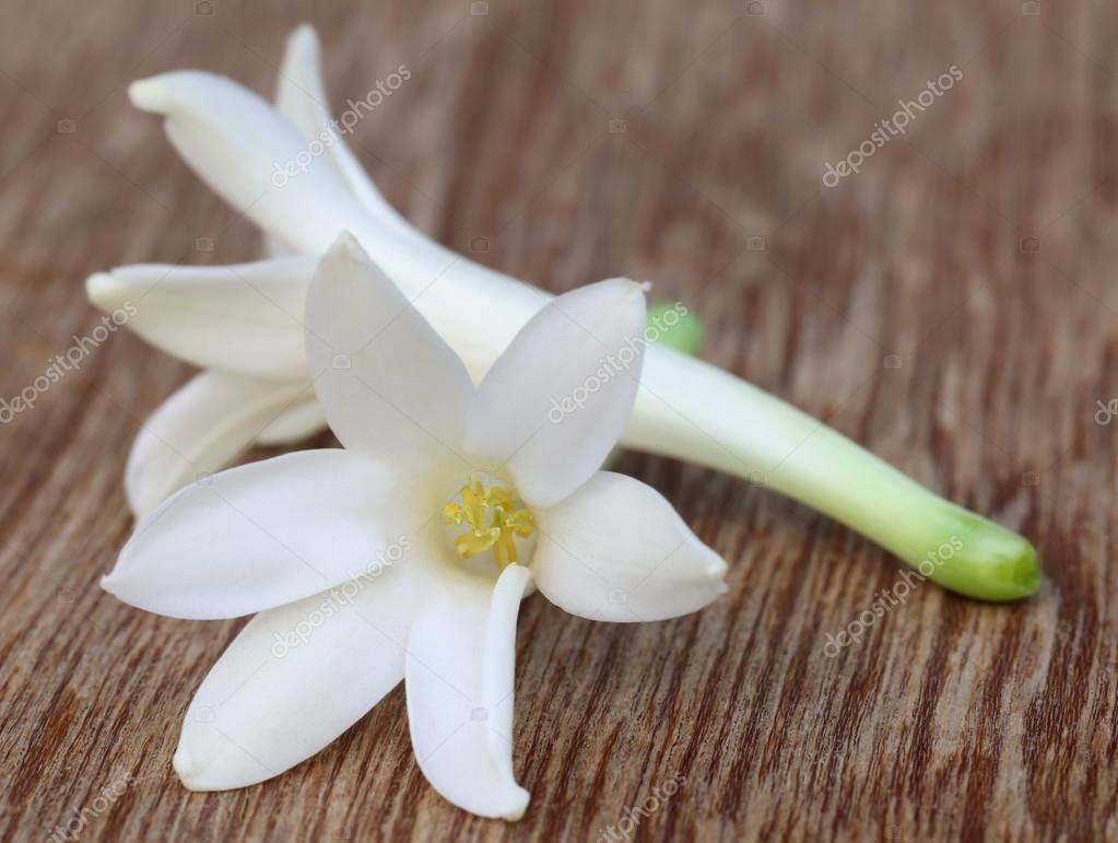 Nardo flor fotos de stock, imágenes de Nardo flor sin royalties |  Depositphotos