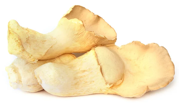 Eryngii mushrooms — Stock Photo, Image