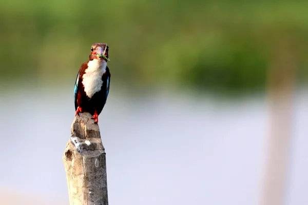 White-throated Kingfisher — Stock Photo, Image