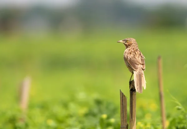 Rattling Cisticola — Stock Photo, Image