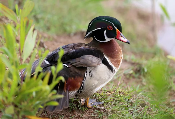 Mandarin Duck — Stock Photo, Image