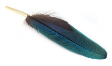 renkli quill