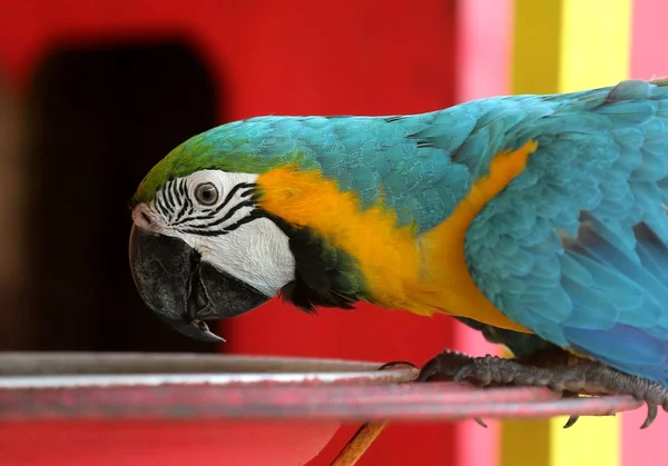 Macaw bird — Stock Photo, Image