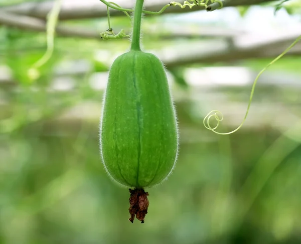 Calabaza de cera —  Fotos de Stock