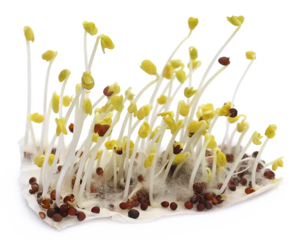 Seedling of mustard — Stock Photo, Image