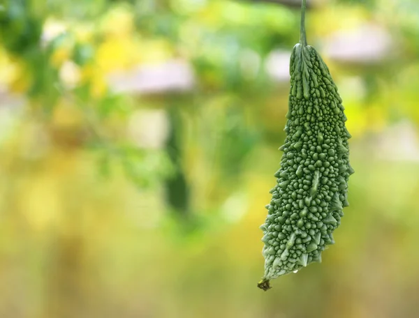 Groene momordica — Stockfoto