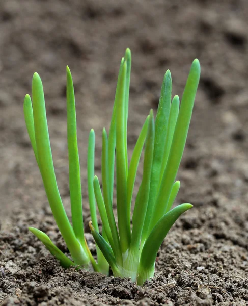 Onion plants — Stock Photo, Image