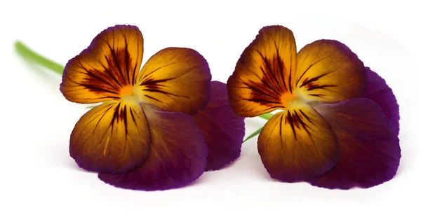 Цветок виолы — стоковое фото