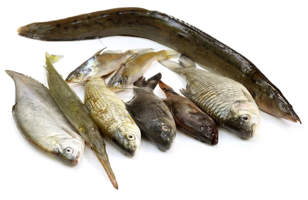 South Asian fishes — Stock Photo, Image