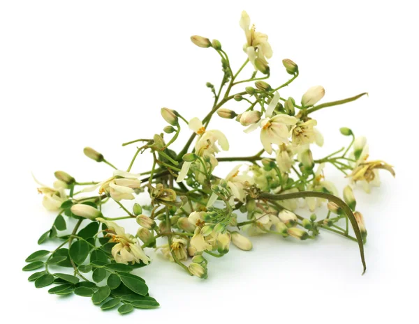 Moringa fleur avec des feuilles — Photo