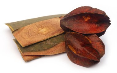 tıbbi terminalia arjuna