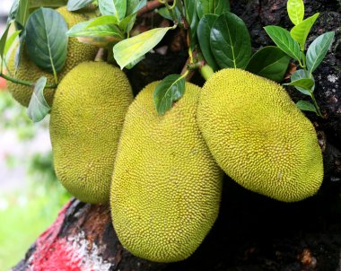 ağacında dev jackfruits