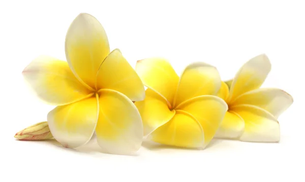 Frangipani tropical — Fotografia de Stock