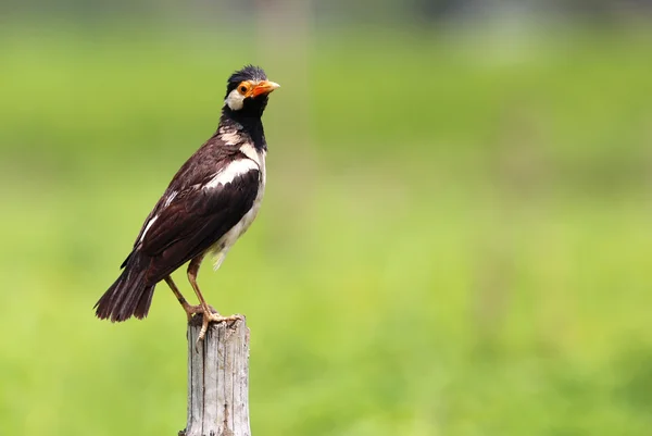 Asiatiska svartvit starling — Stockfoto