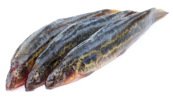 Gutum 물고기 — 스톡 사진