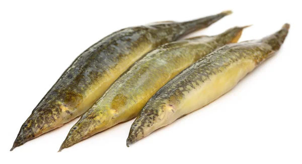 Indian eels — Stock Photo, Image