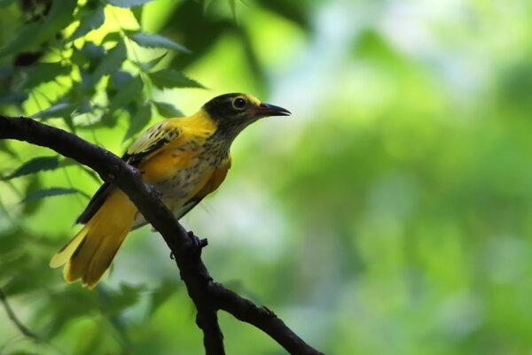 Молодой ориол
