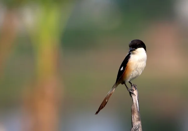 Long tailed shrike — Stock Photo, Image