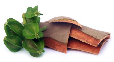 Terminalia arjuna