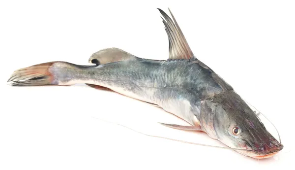 Long-whiskered catfish — Stock Photo, Image