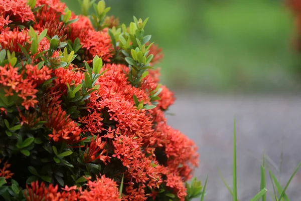 Ixora-Blüten — Stockfoto