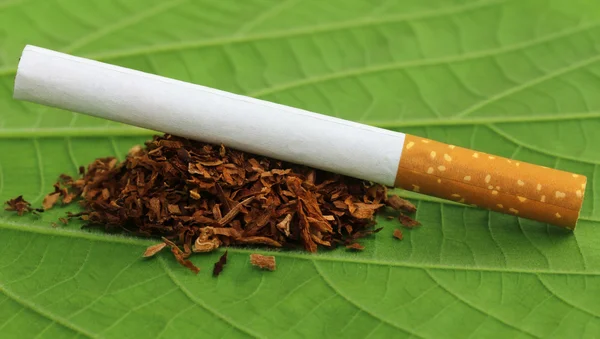 Folhas de tabaco com cigarros — Fotografia de Stock