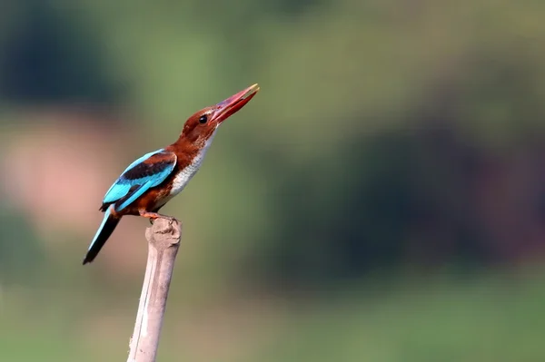 Weißkehl-Eisvogel — Stockfoto