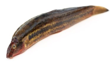 Annaldale Loach
