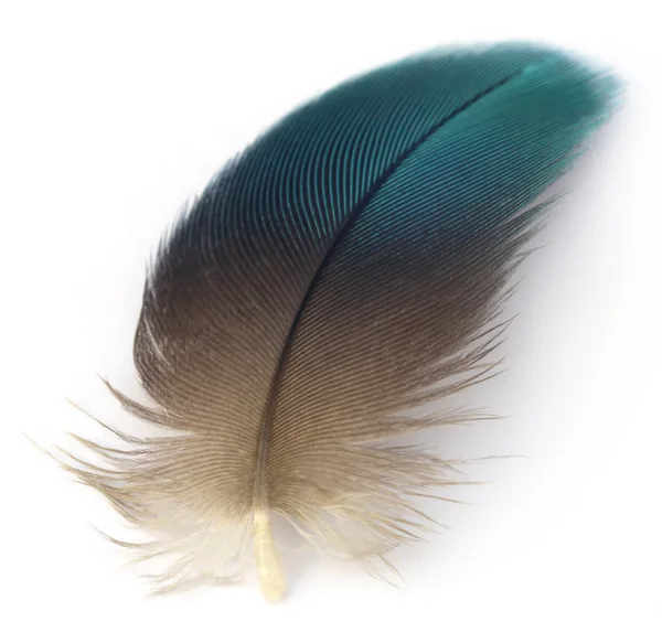 Feather of macaw bird — Stock Photo, Image