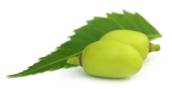 Läkemedel neem frukter — Stockfoto