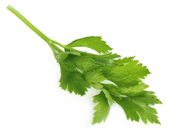 Green celery — Stock Photo, Image