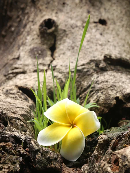 Frangipani na natureza — Fotografia de Stock